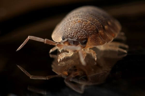PEST CONTROL BUSHEY, Hertfordshire. Pests Our Team Eliminate - Bed Bugs.