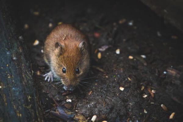 PEST CONTROL BUSHEY, Hertfordshire. Pests Our Team Eliminate - Mice.