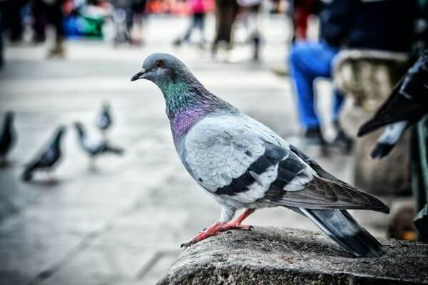 PEST CONTROL BUSHEY, Hertfordshire. Pests Our Team Eliminate - Pigeons.