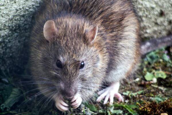 PEST CONTROL BUSHEY, Hertfordshire. Pests Our Team Eliminate - Rats.
