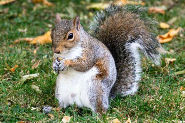 PEST CONTROL BUSHEY, Hertfordshire. Services: Squirrel Pest Control. Trust us to safely remove squirrels from your property with our professional squirrel pest control services.