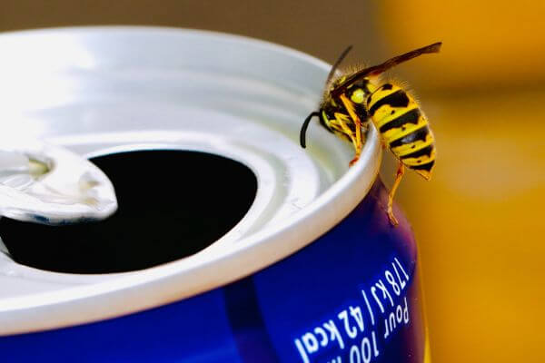 PEST CONTROL BUSHEY, Hertfordshire. Pests Our Team Eliminate - Wasps.